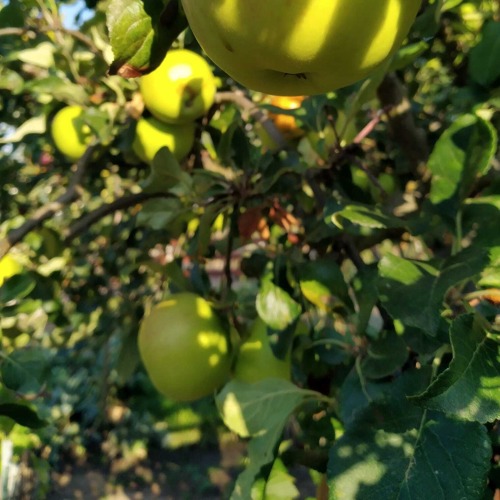 Save the Date: 11.04.2026 - Fachberatung Obstbäume