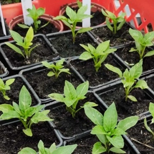 Save the Date: 28.03.2026 - Fachberatung "Anzucht Obst und Gem&uuml;se"