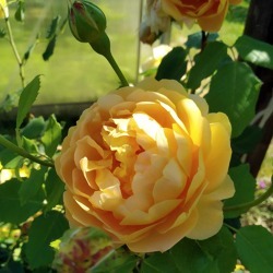 Schulung: Rosen im Kleingarten. Pflege und Selbstvermehrung