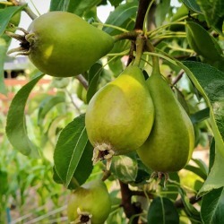 Fachberatung - Pflege und D&uuml;ngung im Kleingarten