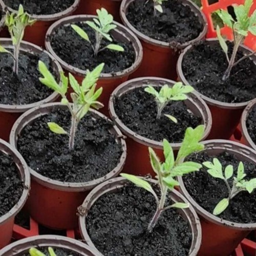 Fachberatung - Selbstanzucht Obst- und Gem&uuml;sepflanzen